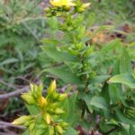 Hypericum_reflexum_kz1