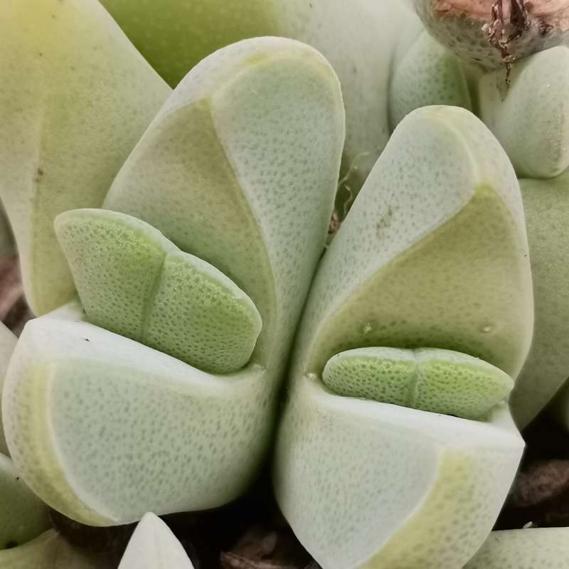 Cheiridopsis pillansii var. crassa