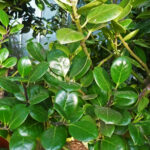 Ilex_perado