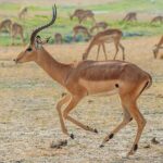 Impala