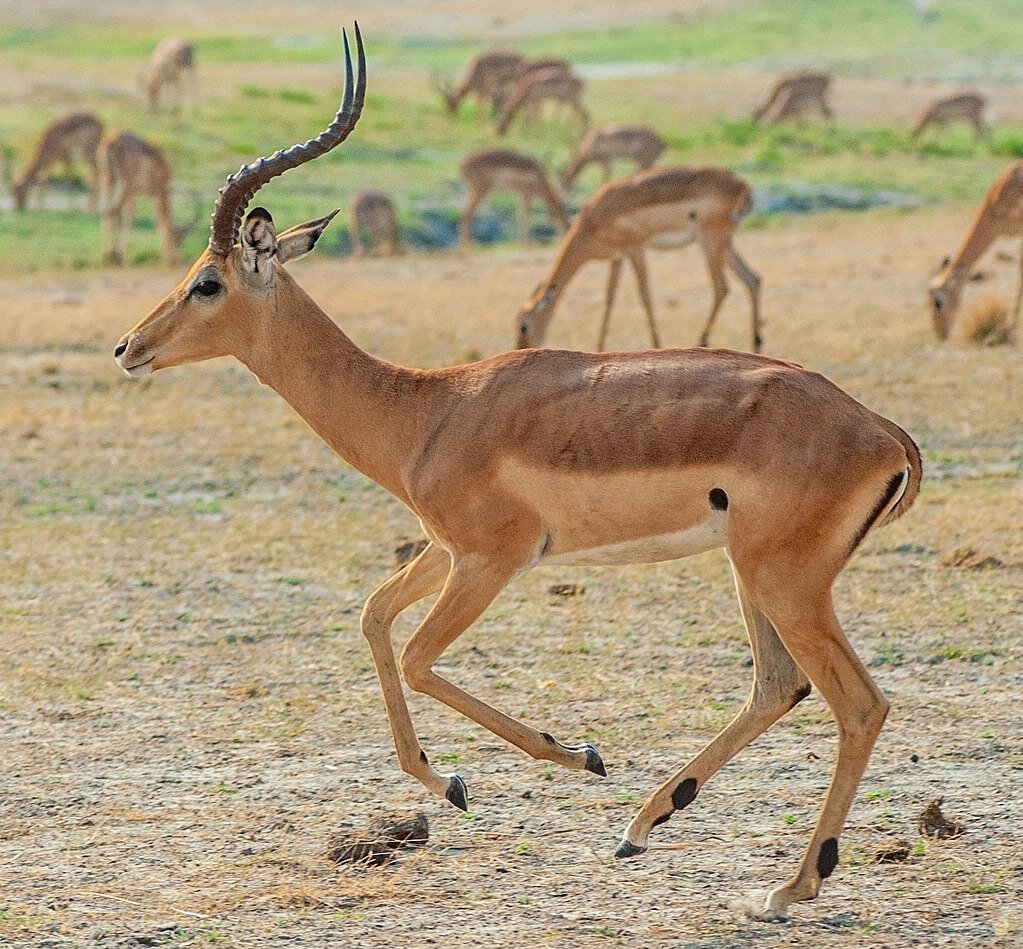 Impala jihoafrická