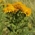 Inula-germanica-11.JPG