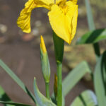 Iris pseudacorus, Ile-de-France