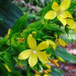 Ixanthus_viscosus_05