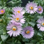 Oscularia deltoides J04_Oscularia_deltoides