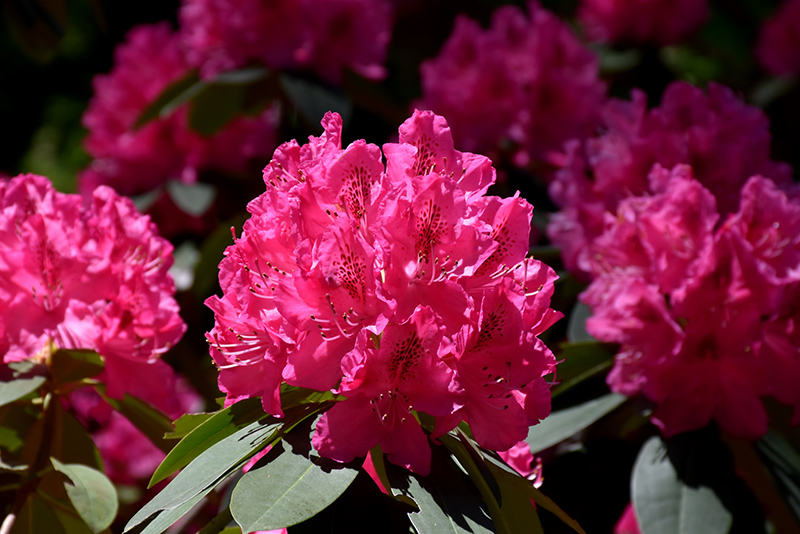 Rododendron ´cynthia´