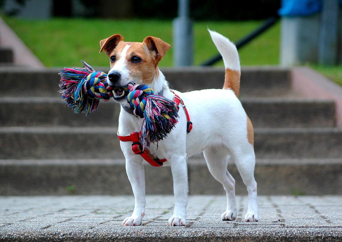 Jack russell teriér