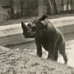 Jackson_rhino