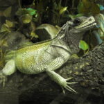 Jielbeaumadier_hydrosaure_weberi_1_mjp_paris_2013