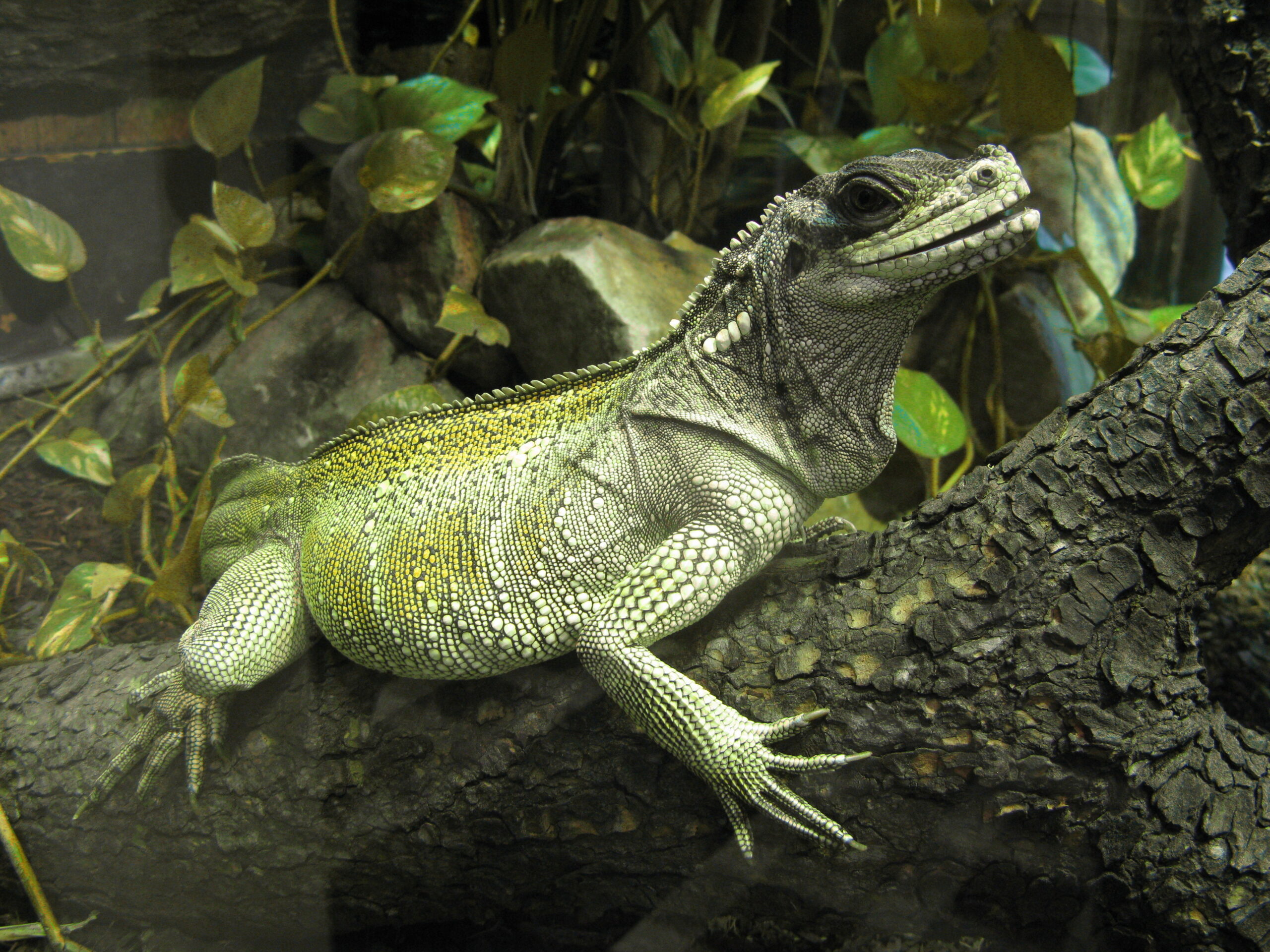 Agama weberova
