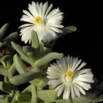 Juttadinteria_deserticola_2187_l