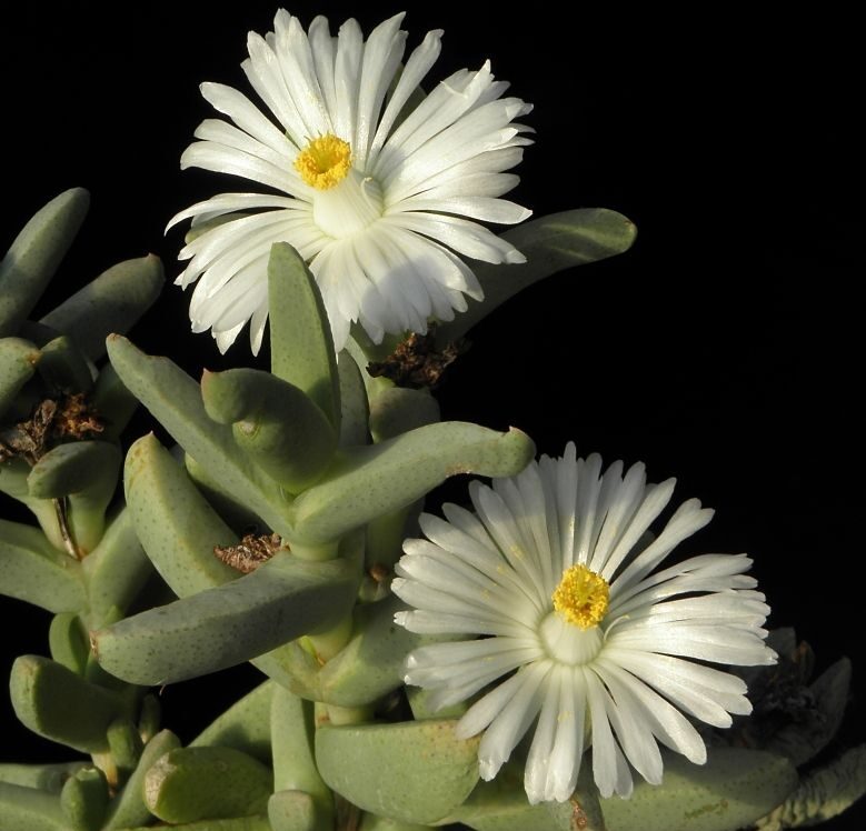 Juttadinteria deserticola