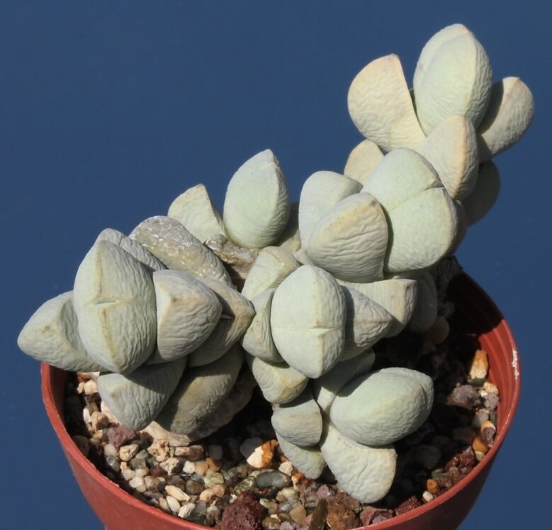 Juttadinteria longipetala
