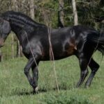 Kabardin_Horse