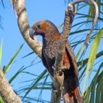 Kaka_(Nestor_meridionalis)-_Wellington_-NZ-8