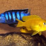 Kenyi-Cichlid