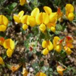 LOTUS_CORNICULATUS_-_FIGUEROLA_-_IB-377_(Lot_corniculat)