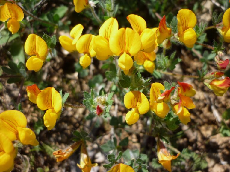LOTUS_CORNICULATUS_-_FIGUEROLA_-_IB-377_(Lot_corniculat)