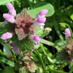 Lamium_purpureum_east_Bohemia