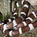 Lampropeltis_getula_californiae_-_Kalifornische_Kettennatter