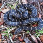 Lampropeltis_getula_floridana