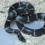 Lampropeltis_getula_getula