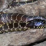 Lampropeltis_getula_splendida_1