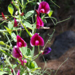 Lathyrus_tingitanus