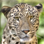 Leopard—Panthera-pardus-saxicolor—Face—(Gentry)