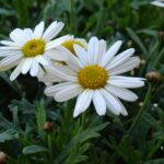 Leucanthemummaximum