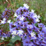 Limonium_sventenii_-_flowers