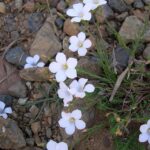 Linum_tenuifolium