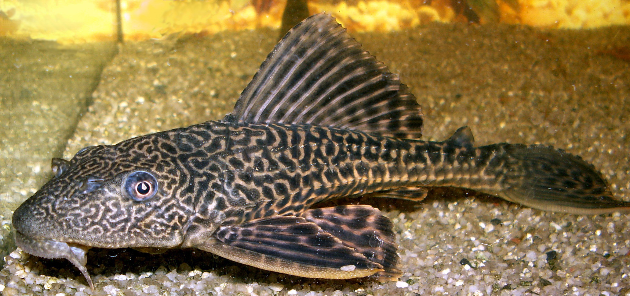 Hypostomus guyanský