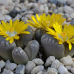 Lithops-otzeniana-Living-Stones1-788×591