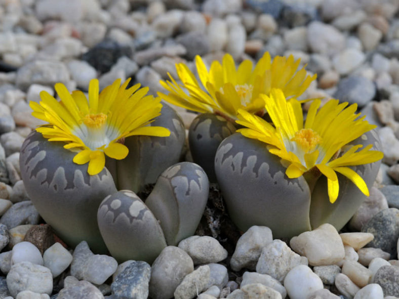 Lithops otzeniana