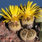 Lithops_dorotheae_C124_TL-_15_km_N_of_Pofadder,_South_Africa_10691_l
