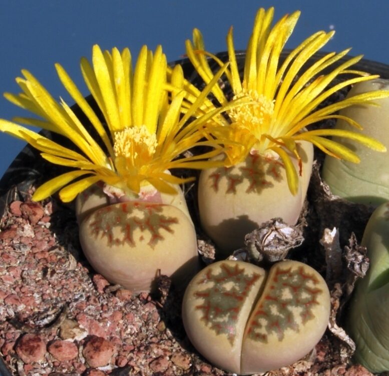 Lithops dorotheae