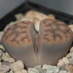 Lithops_hallii