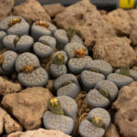 Lithops_schwantesii-0254_-_Flickr_-_Ragnhild_&_Neil_Crawford