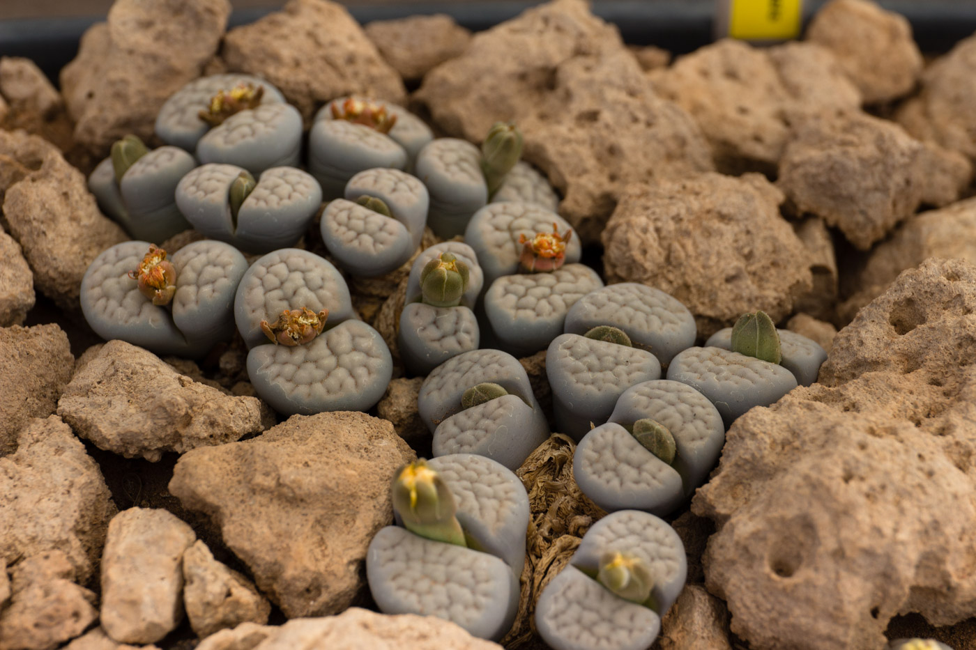 Lithops schwantesii