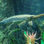 Longnose_gar,_Boston_Aquarium