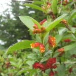 Lonicera_involucrata_ledebourii