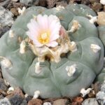 Lophophora_williamsii_pm