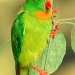Loriculo-de-Java-1