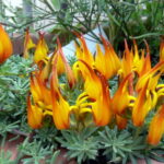 Lotus_berthelotii