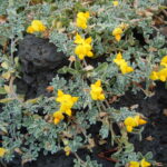 Lotus_lancerottensis_-_El_Golfo