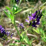 MEDICAGO_SATIVA_-_APIS_-_IB-107_(Alfals)