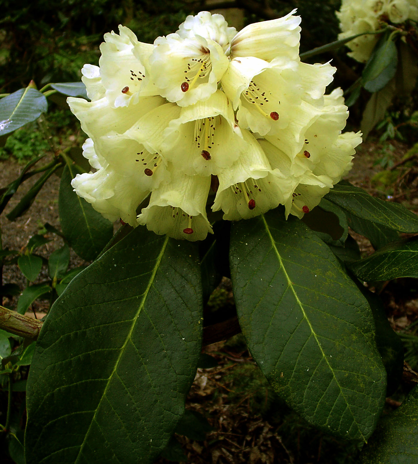 Rododendron macabeanum