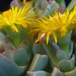 Machairophyllum_brevifolium