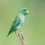 Male-of-the-Spectacled-Parrotlet-Forpus-conspicillatus-This-species-inhabits-mainly